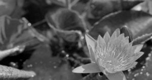 A water lily in bloom, in black and white.